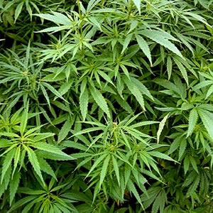 Marijuana or cannabis found inside rhino enclosure at Hellbrunn Zoo in Vienna Salzburg Austria
