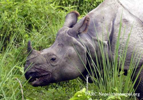 Indian rhino in Chitwan Natl Park courtesy of PARC Nepal