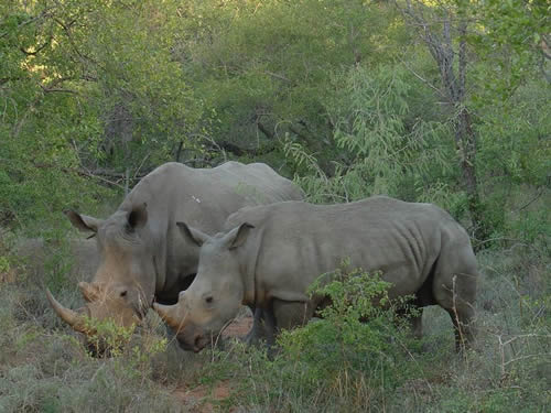 Two rhinos for article about veterinarians, safari operators and professional hunter in rhino poaching syndicate