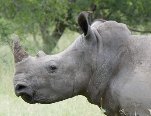 WWF South Africa opposed to notion of legalized trade in rhino horn