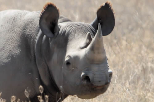 Zimbabwe has lost a quarter of its rhino population to the demand for illegal rhino horn from China