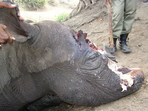Black Rhino Endangered