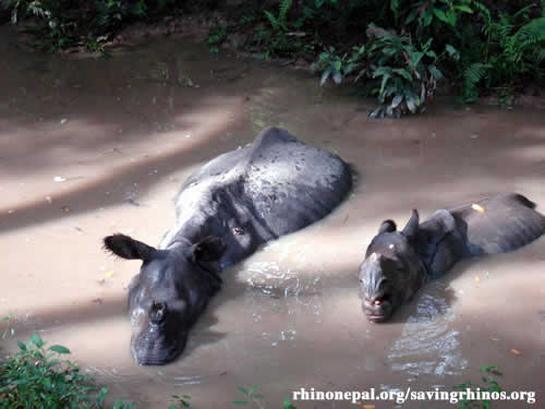 Rhinos in Chitwan National Park in Nepal