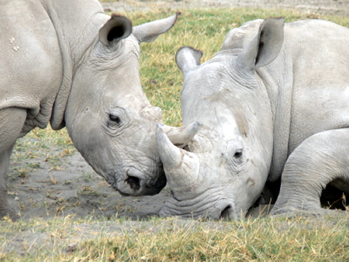 Rhino murdered in Limpopo South Africa because of Chinese medicine