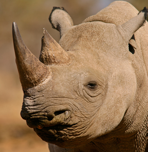 Rhinos killed in KwaZulu Natal South Africa because of Chinese medicine