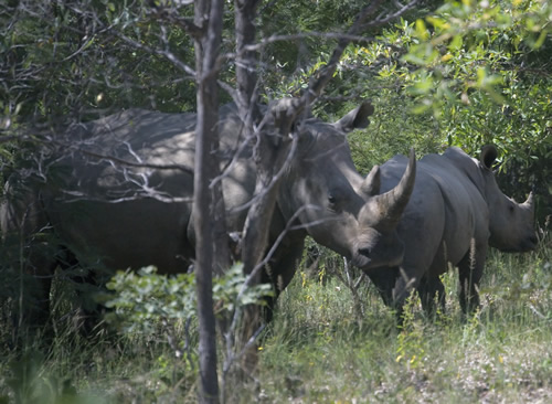 Rhinos killed in Zimbabwe near Chinese chrome mining operations