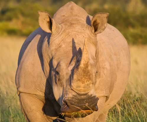 South Africa rhino poaching reaches 300 in 2010 because of Chinese medicine