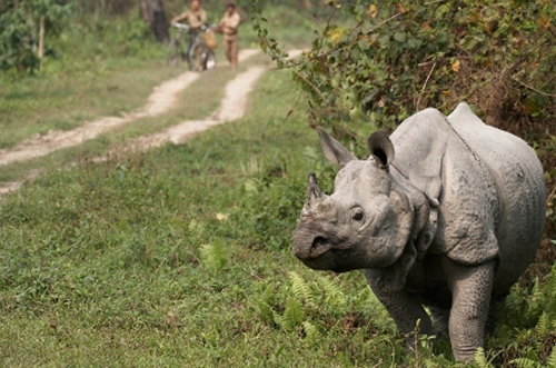 Rhino killed in Orang National Park Assam India because of Chinese medicine