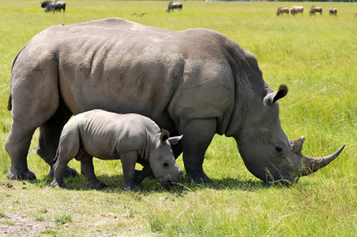 Rhino killed in Kariega Game Reserve near Kenton-on-Sea in the Eastern Cape because of useless Chinese medicine
