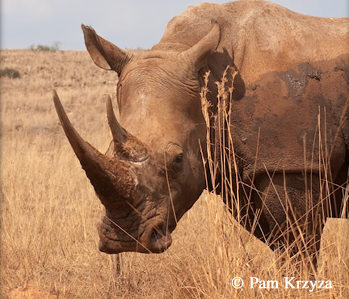 Rhino killed in Willem Pretorius Game Reserve Free State because of traditional Chinese medicine