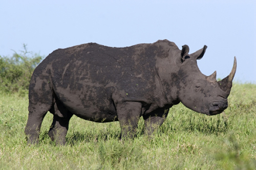 Update on Groenewald rhino horn syndicate case in South Africa