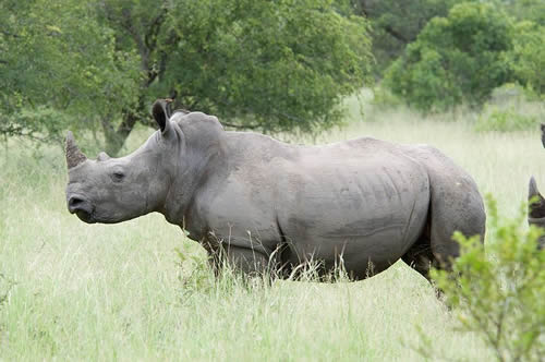 Christaan van Wyk of Mossel Bay guilty of illegally hunting a rhino with Vietnamese client and rhino horn possession