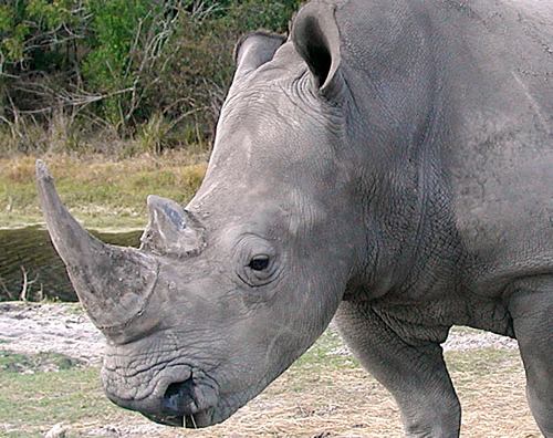 Four white rhinos and a black rhino killed on Musina game farms because of Traditional Chinese Medicine