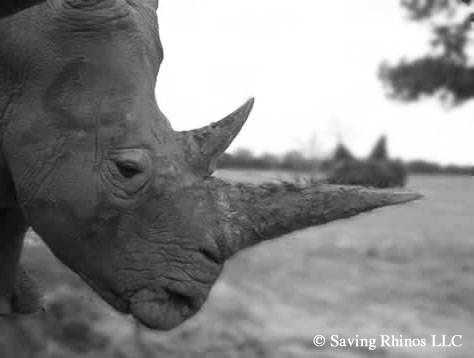 White rhino profile photo (c) Saving Rhinos LLC