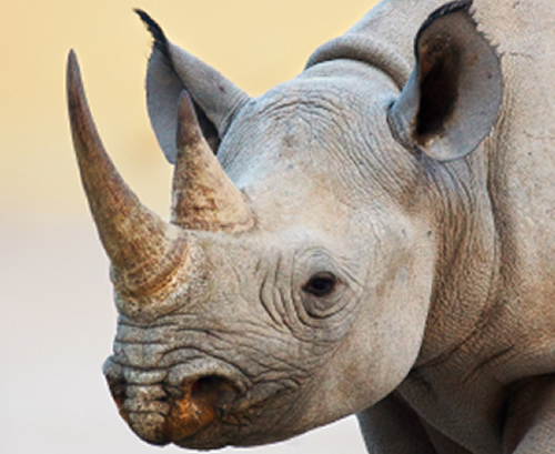 Namibia rhinos in danger because of Chinese medicine and organized crime