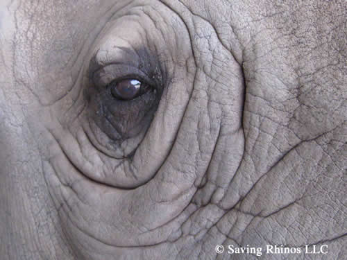 Rhino DNA kits to raise conviction rates of rhino killers because of Chinese medicine