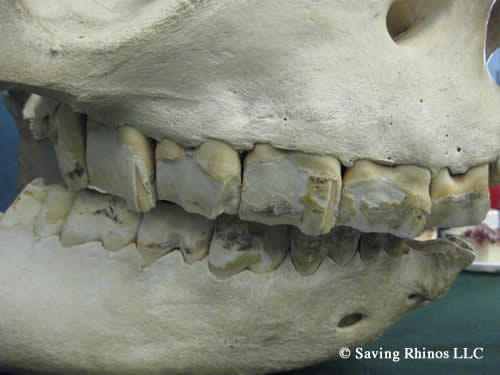 Museums advised to take rhino horn off display thanks to Chinese medicine