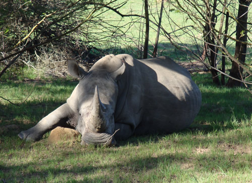 White rhino lounging under a tree