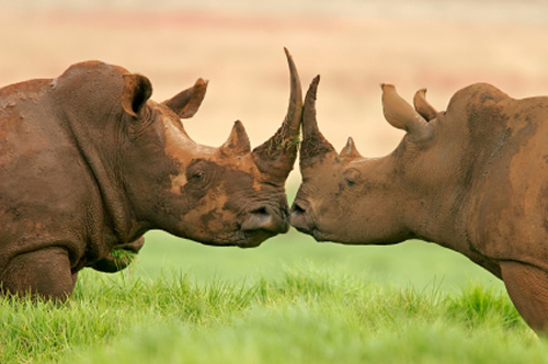 Rhino horn has no medicinal value