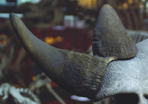 Rhino horn demand from China drives museum heists
