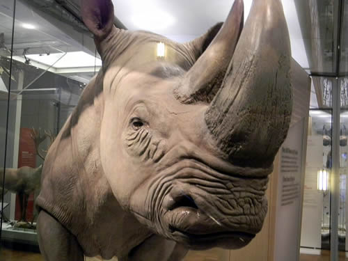 Taxidermied rhino and fake rhino horn