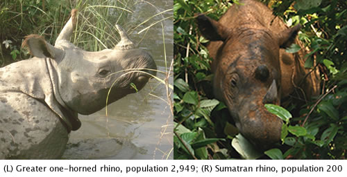 Greater one horned rhino and Sumatran rhino