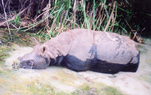Now extinct Javan rhino in mud wallow in Cat Tien National Park Vietnam