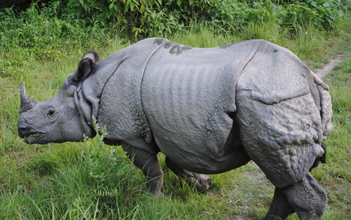 Greater one-horned rhino in Nepal