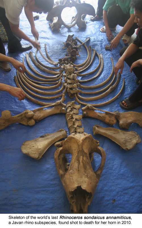 Skeleton of the world's last Javan rhino subspecies Rhinoceros sondaicus annamiticus