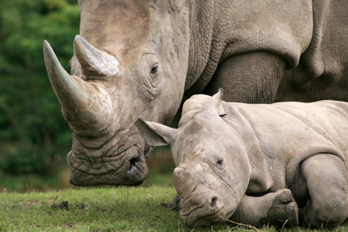White rhino and calf