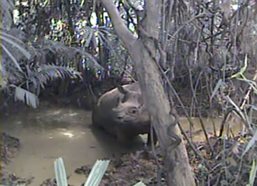 Rhino Behind
