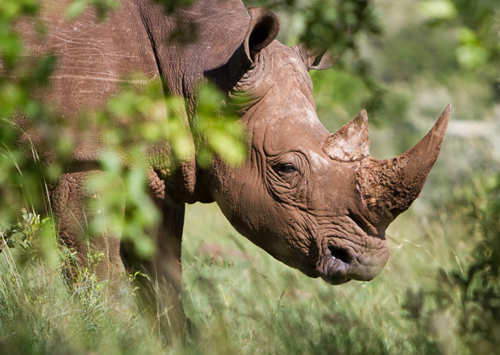 Rhino peeking out behind bushes