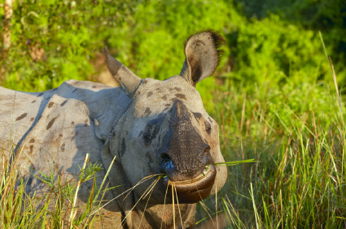 Greater one-horned rhino eating grass