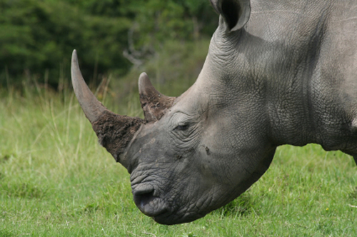 Chinese activists investigating Longhui rhino farm