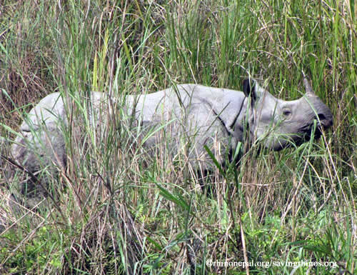 Greater one-horned rhino in Nepal (c) PARC Nepal