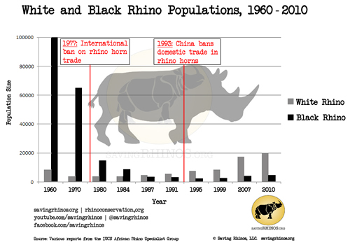 Rhino populations increasing after ban on rhino horn trade