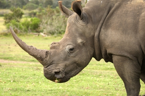 Ferrari factor driving rhino horn trade in Vietnam