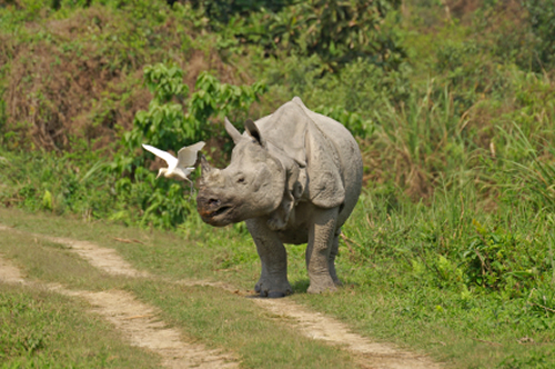 Greater one-horned rhino killed in Pobitora Wildlife Sanctuary for horn.